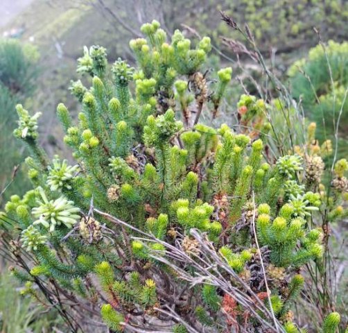 Erica sessiliflora many-stemmed bush